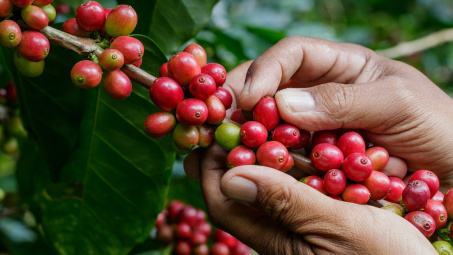 Giá cà phê hôm nay 3/7: Tiếp tục hồi phục, lượng xuất khẩu tháng 6 giảm tới 40%