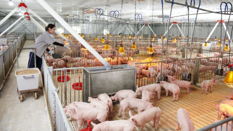 Nguồn cung heo có thể thiếu hụt đến nửa đầu năm sau, Tập đoàn Dabaco (DBC) “đón sóng” giá heo