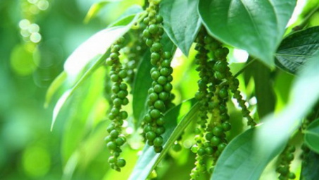 Giá tiêu hôm nay 30/7: Tiếp tục giữ ổn định, thị trường đang chờ đợt tăng giá mới?