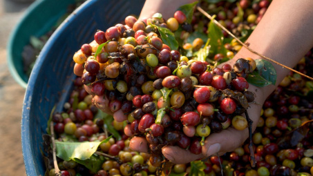 Giá cà phê hôm nay 31/7: Trong nước mất gần 5.000 đồng/kg sau 1 tuần, giá thế giới tăng trở lại