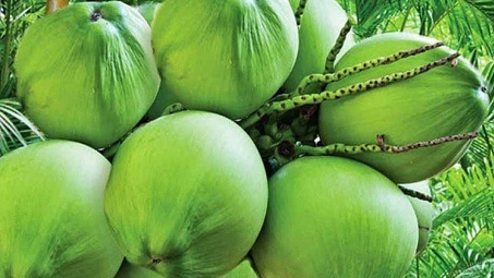Giải pháp thúc đẩy xuất khẩu trái dừa sang thị trường Châu Âu
