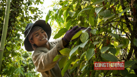 Giá tiêu hôm nay 6/7: Lấy lại mốc 150.000 đồng, có hiện tượng đại lý “ép bán”
