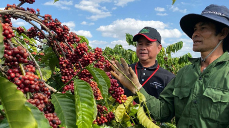 Giá cà phê hôm nay 8/7: Tăng nhẹ, giá đã cao hơn gấp 4 lần so với đầu niên vụ