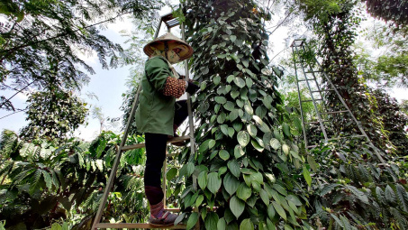Giá tiêu hôm nay 8/7: Tiếp tục nhích tăng, căng thẳng nguồn cung sẽ kéo dài trong 5 năm tới
