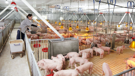 Không chỉ lập kỷ lục mảng thép, Tập đoàn Hòa Phát (HPG) còn thắng lớn với mảng nông nghiệp