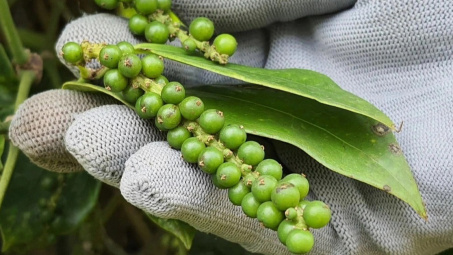 Giá tiêu hôm nay 12/8: Nhu cầu nhập khẩu hồ tiêu tại các thị trường trọng điểm đã quay trở lại