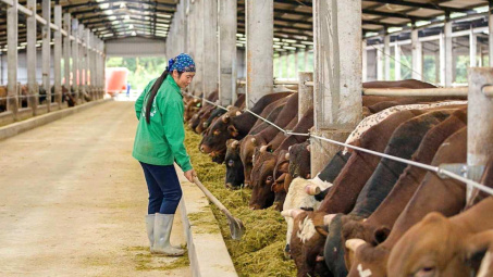 Vinamilk (VNM), HAGL Agrico (HNG) “chạy đua” giải bài toán nhập khẩu thịt bò của Việt Nam