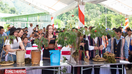 Từng bước đưa sâm Ngọc Linh vươn tầm thế giới, xứng tầm sản phẩm quốc gia