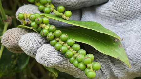 Giá tiêu hôm nay 20/8: Dao động quanh ngưỡng 140.000 đồng/kg, cao gấp 1,75 lần hồi đầu năm