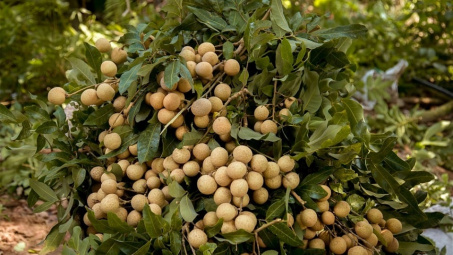 Phân bón Văn Điển vững chân trên vùng đất nhãn Hưng Yên