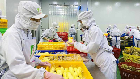 Sầu riêng đông lạnh chính thức được cấp phép xuất khẩu sang Trung Quốc
