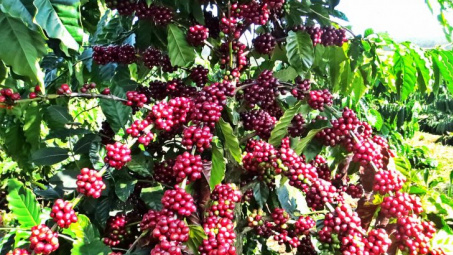 Các bước cần thực hiện khi Quy định chống phá rừng (EUDR) của EU có hiệu lực