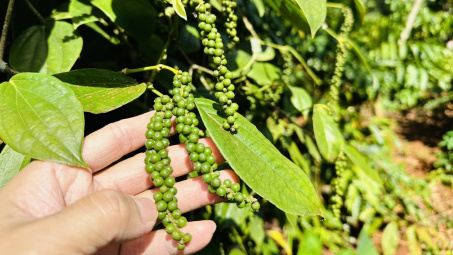 Giá tiêu hôm nay 28/8: Chu kỳ tăng giá tiêu sẽ tiếp tục kéo dài từ nay đến cuối năm