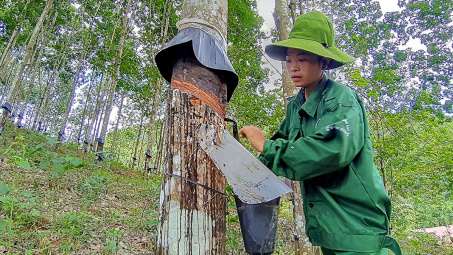 Giá cao su tăng 25%, Cao su Đồng Phú (DPR) báo lãi ròng cao gấp đôi