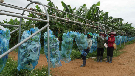 Công ty Cổ phần KD Green Farm: Mang sức sống mới trên mảnh đất khô cằn