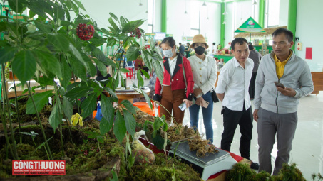 Quảng Nam: 3 ngày tổ chức phiên chợ sâm Ngọc Linh và hàng nông sản, thu về hơn 7 tỷ đồng