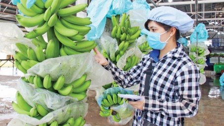 Hoàng Anh Gia Lai (HAG): Heo và chuối sẽ giúp tạo dòng tiền lớn, giúp duy trì hoạt động liên tục