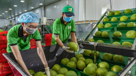 Quả bưởi tươi được xuất khẩu chính ngạch sang Hàn Quốc, doanh nghiệp cần lưu ý gì?