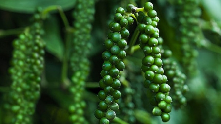 Giá tiêu hôm nay 6/8: Giảm mạnh, thị trường khó có đợt tăng giá "sốc"