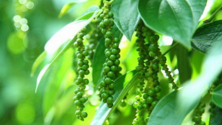 Giá tiêu hôm nay 8/8: Tiếp tục chịu áp lực giảm dù nguồn cung thế giới chưa đáp ứng đủ nhu cầu
