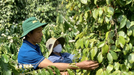 Giá tiêu hôm nay 10/8: Khan hiếm nguồn cung mở ra cơ hội gia tăng thị phần cho hồ tiêu Việt Nam