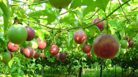 Chanh leo Việt Nam chính thức được xuất khẩu chính ngạch sang Australia