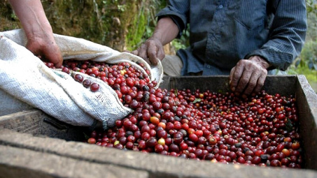 Giá cà phê hôm nay 11/9: Lấy lại mốc trên 120.000 đồng/kg