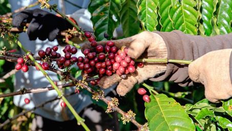 Giá cà phê hôm nay 12/9: Xuất hiện bệnh khô ngọn trên cây cà phê