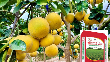 Vùng chuyên canh cây có múi phía Bắc ưa dùng Phân bón Văn Điển