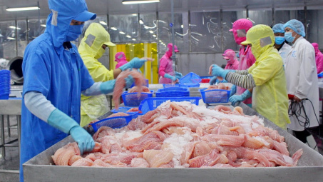 Thuỷ sản Nam Việt (ANV) chuẩn bị chia cổ tức tiền mặt, vẫn giữ kế hoạch tăng vốn gấp đôi