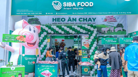 “Heo ăn chay” BaF Việt Nam (BAF) lấn sân sang trồng cao su