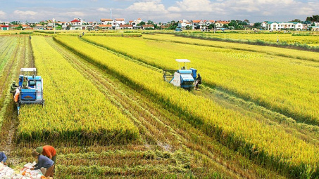 Các hình thức tích tụ ruộng đất chủ yếu trong nông nghiệp ở Việt Nam hiện nay