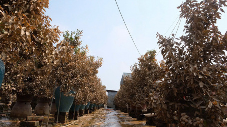 Người trồng đào Nhật Tân, quất Tứ Liên trắng tay sau lũ