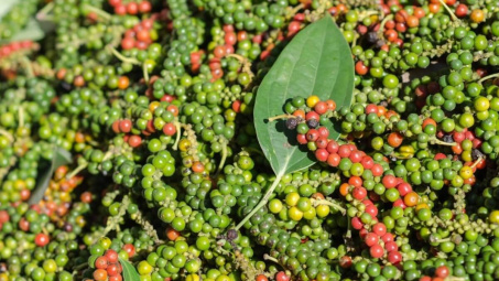 Giá tiêu hôm nay 19/9: Bất ngờ quay đầu giảm mạnh tới 7.000 đồng/kg