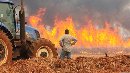 Cháy rừng đe doạ ngành mía đường Brazil, kỳ vọng Đường Quảng Ngãi (QNS) hưởng lợi