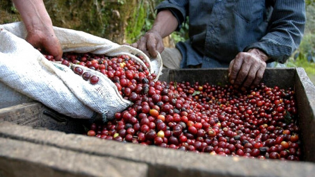 Giá cà phê hôm nay 2/9: Đồng USD hồi phục và xu thế bán tháo đẩy giá arabica giảm nhanh