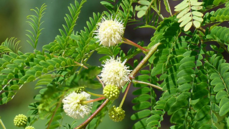 Nghiên cứu ảnh hưởng của bột lá keo dậu (leucaena leucocephala) làm thức ăn lên màu sắc tôm thẻ chân trắng (litopenaus vannamei)