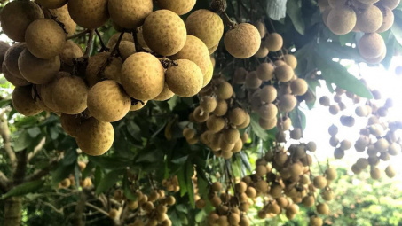 Ảnh hưởng của xử lý nước nóng kết hợp bao map đến tỷ lệ hao hụt khối lượng, tổng chất rắn hòa tan và tổng acid trong bảo quản nhãn tiêu da bò