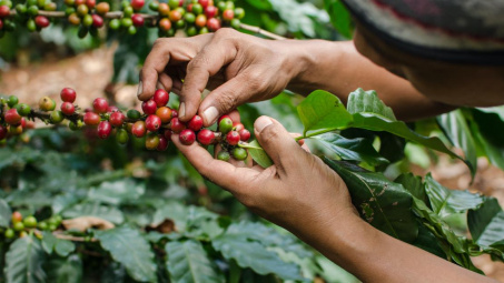 Giá cà phê hôm nay 23/9: USDA dự báo sản lượng cà phê Việt Nam giảm 1% trong vụ mùa tới