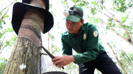 Cao su Đồng Phú (DPR): Giá mủ cao su tăng vọt, lãi cả năm dự báo tăng 55%
