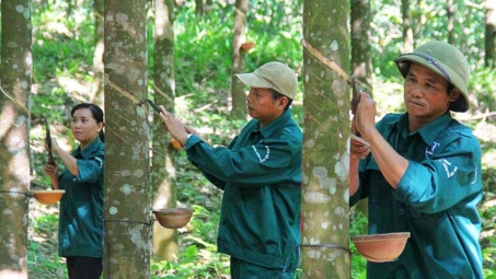 Giá cao su thế giới phá đỉnh 5 năm, Cao su Việt Nam (GVR) hưởng lợi lớn