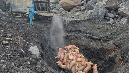 Thái Nguyên: Phát hiện gần 800kg lợn chết và lợn bị nhiễm bệnh đang trên đường đi tiêu thụ