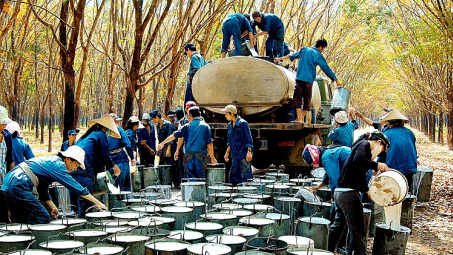 Xuất khẩu cao su: Trung Quốc vẫn chiếm thị phần lớn nhất nhưng lượng giảm liên tiếp