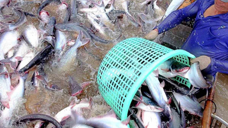 Thủy sản Vĩnh Hoàn (VHC) “độc chiếm” mảng cá tra fillet Việt Nam xuất khẩu sang Mỹ