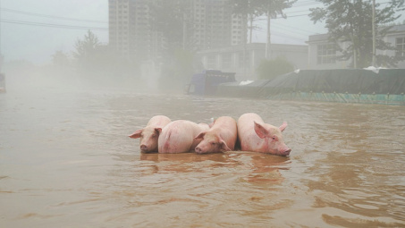 Nguồn cung thiếu hụt sau bão Yagi, lãi ròng của Tập đoàn Dabaco (DBC) có thể tăng gấp 18 lần