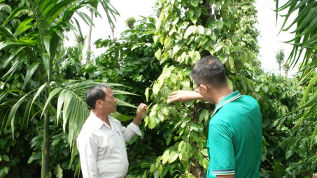 Khuyến nghị về quản lý sâu bệnh trên cây hồ tiêu khu vực Tây Nguyên vào mùa mưa