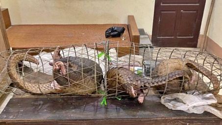 Gỡ bỏ các sản phẩm liên quan đến động vật hoang dã trên nền tảng thương mại điện tử