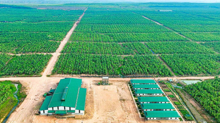 HAGL Agrico (HNG) sắp nhận 42.500 ha đất cao su, cọ dầu, hết nợ với Hoàng Anh Gia Lai