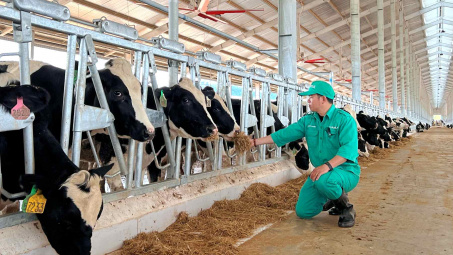 Vinamilk (VNM) nâng mức đầu tư cho trang trại bò sữa tại Lào lên hơn 2.100 tỷ đồng