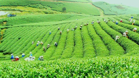 Quản lý nhà nước đối với phát triển kinh tế xanh ở Việt Nam hiện nay